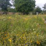 bijen en vlinders spotten en bloemen knippen 