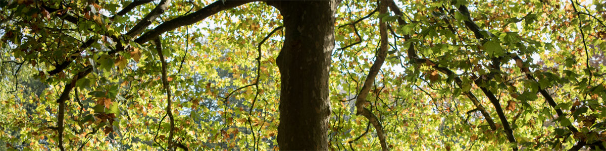 boom_in_herfstkleuren