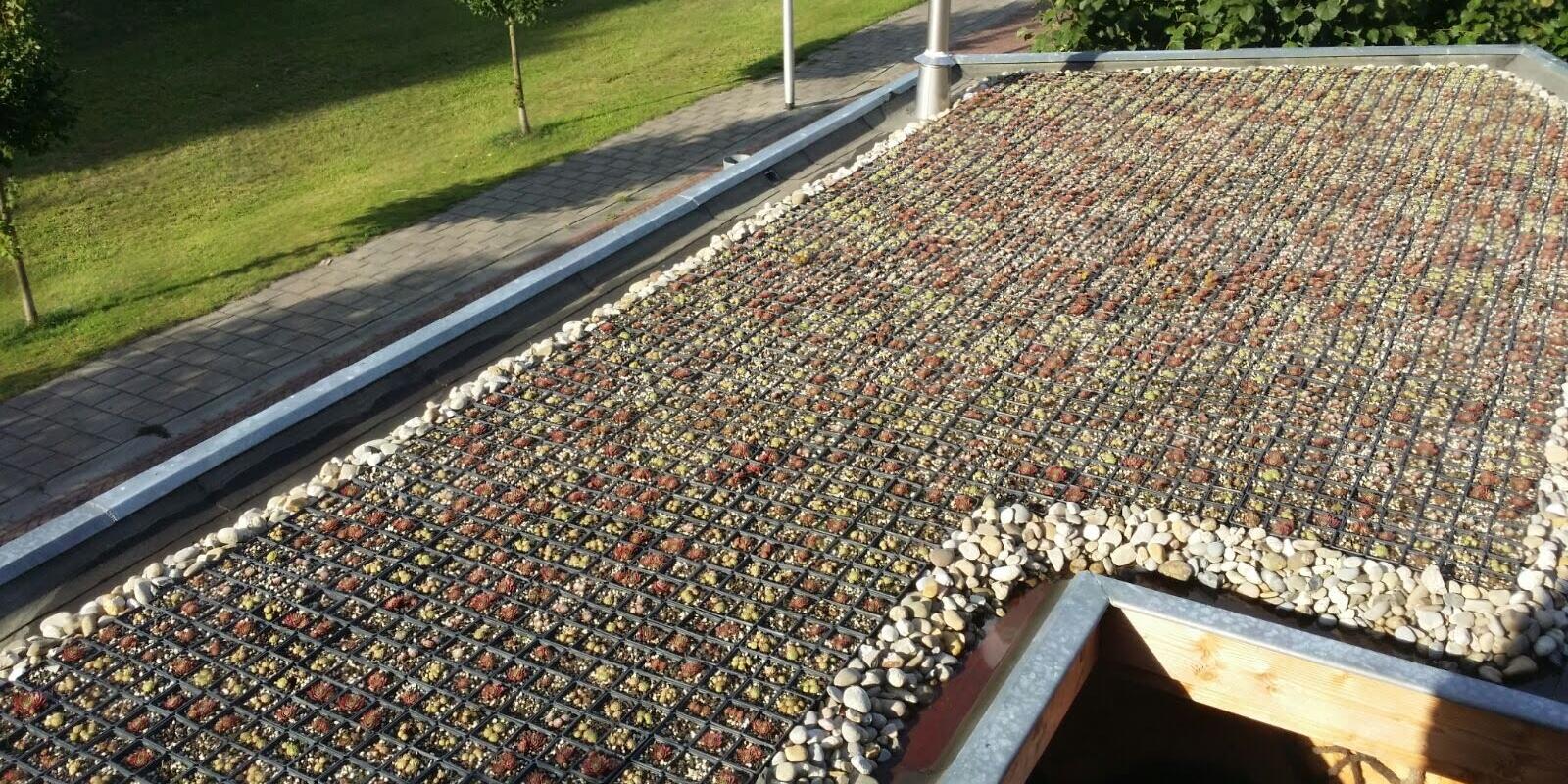 1600 plantjes sedum zoeken een dak