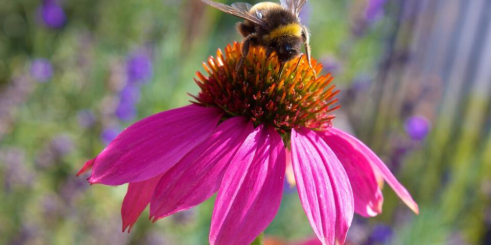 biodiversiteit Echnicea Hommel