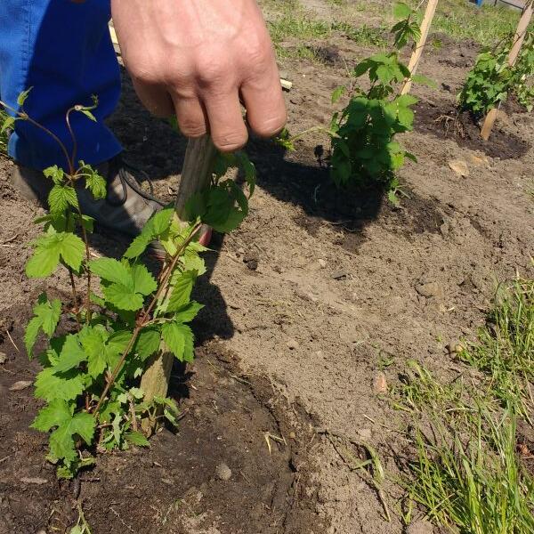 rechtswindende hop plantstokken SLB