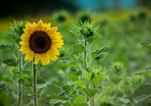 zonnebloemactie groene loper